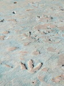 dinosaur tracks