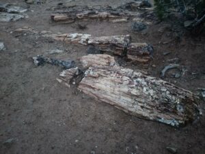 petrified logs